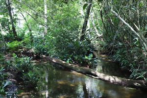 principal afluente hídrico de la finca. 