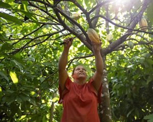 cosecha cacao en su finca.