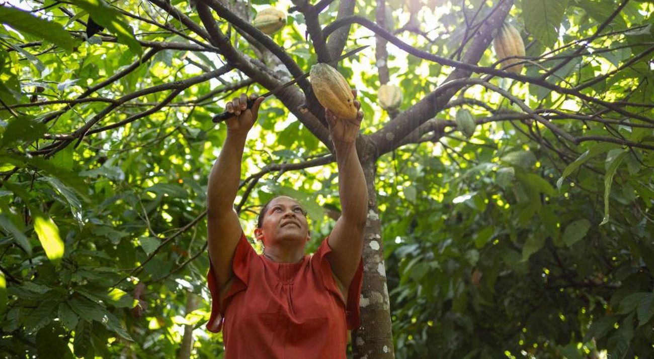 Campesina corta un frutos bajo la sombra de un árbol de cacao.