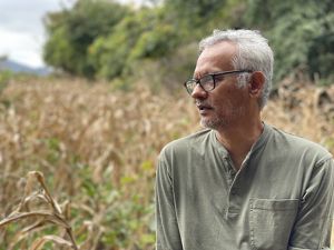 Un hombre con gafas se encuentra de pie en un campo de maíz, rodeado de altas plantas de maíz bajo un cielo azul despejado.