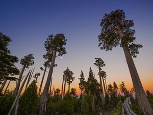 Atardecer entre arboles.