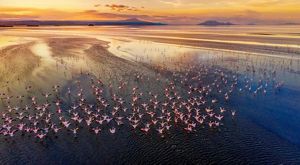 Flamencos en vuelo sobre un lago.