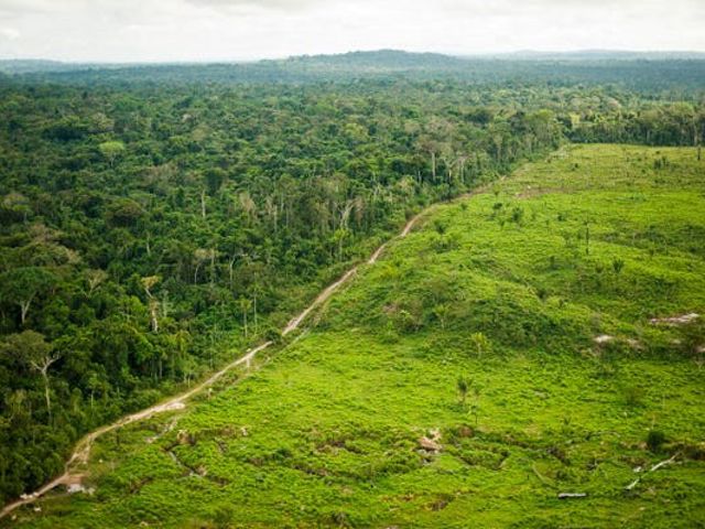 Vista aérea muestra el contraste impactante del límite entre el bosque y la zona deforestada.