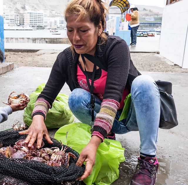 En el muelle de Ancón, al norte de Lima, las mujeres cumplen un rol preponderante en la fase de pos captura, como medir las tallas de las especies marinas. 