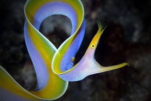 Una vibrante serpiente marina con una larga y colorida cola deslizándose por el agua.