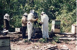 Grupo de personas con vestimentas blancas de protección manipulan colmenas de abejas en apicultura, foto antigua de archivo.  