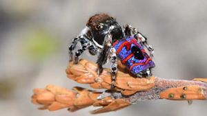 Colorida y diminuta araña de colores brillantes descansa sobre una rama.