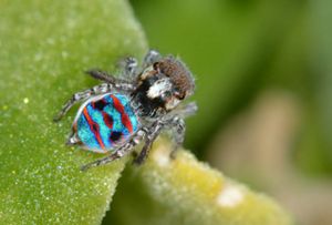 Primer plano vívido de una pequeña araña con un abdomen azul metálico brillante con rayas rojas. La araña se posa sobre una hoja verde.