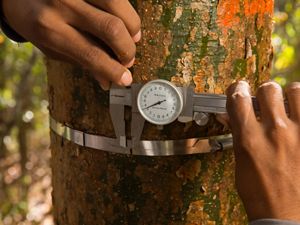 Wilbert Esteban Teh Canul mide el crecimiento de un árbol con un calibrador y un anillo de metal en expansión en San Agustín, México.