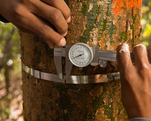 Trabajo en la Selva Maya con Forestación