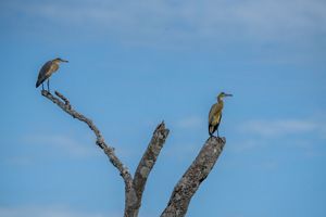 Ave de la Orinoquia.