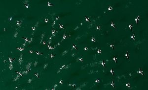 Vista aérea de una bandada de pájaros sobrevolando aguas de color verde intenso.