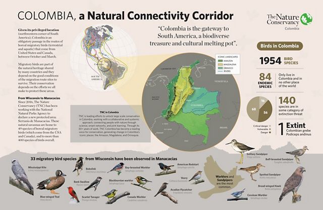 Infografía con tipos de aves migratorias.