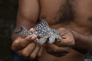 A person holds a small, speckled fish with dark fins. 