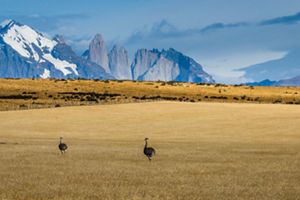 Un campo sereno con dos pájaros posados ​​en el césped, rodeados de exuberante vegetación bajo un cielo azul claro.