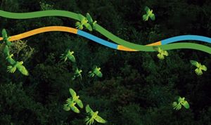 Mexican green parakeets flying over the jungle. 