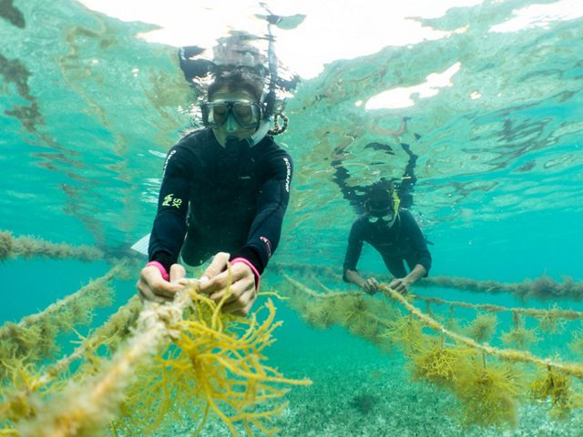 Mariko Wallen and Louis Godfrey tend to the seaweed on their farm in Placencia, Belize. This farm grows two species: Eucheuma (for consumption) and Gracilaria (used for skin treatments and cosmetics). The farm is part of a program sponsored by TNC to bring seaweed aquaculture to the area in cooperation with the Placencia Fishermen Cooperative.