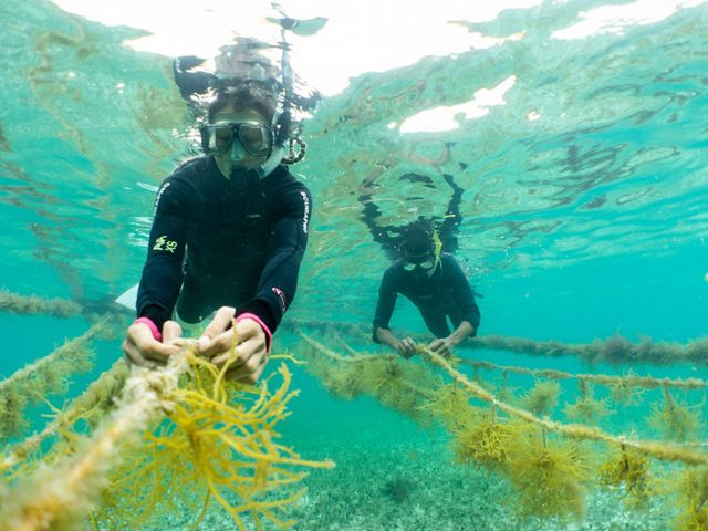 Two people in scuba gear tend strings of green seaweed underwater