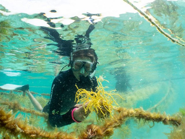 Closeup of a diver planting seaweed underwater on an aquaculture farm