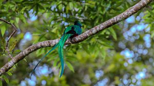 Un pájaro verde con una cola larga posado en la rama de un árbol, rodeado de exuberantes hojas verdes.