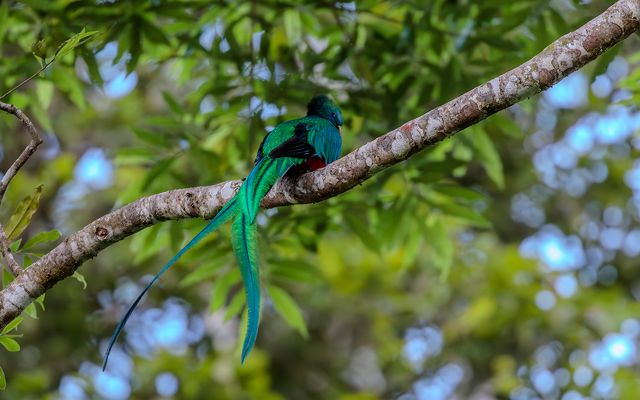Un pájaro verde con una cola larga posado en la rama de un árbol, rodeado de exuberantes hojas verdes.