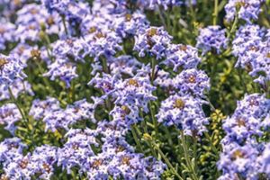 Un campo vibrante repleto de flores azules intercaladas con pequeñas flores blancas bajo un cielo despejado.