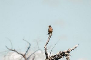 Un pájaro posado en la rama de un árbol muerto contra un cielo despejado.
