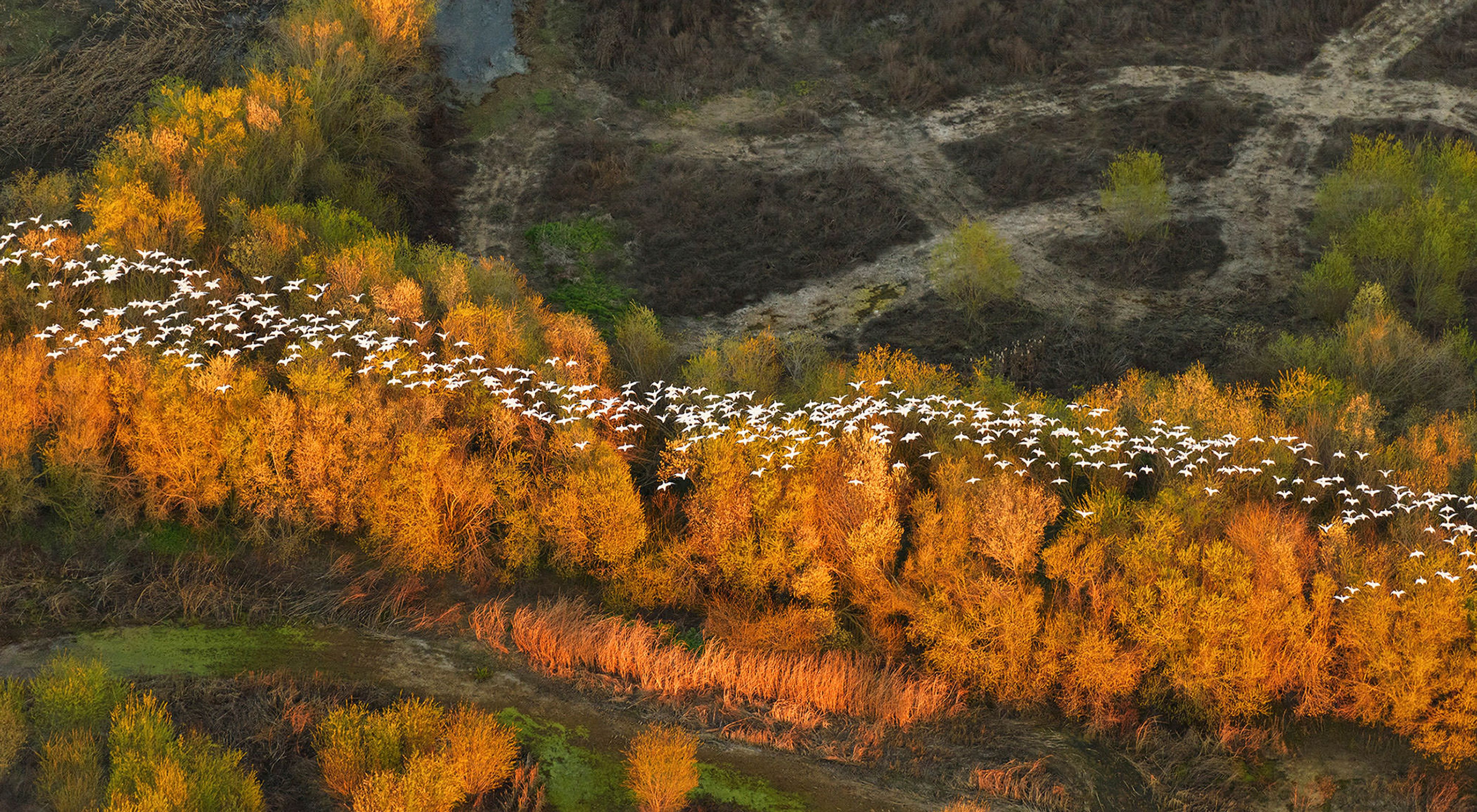 Migratory snow geese from above, California. Aerial image (photographed from a plane).