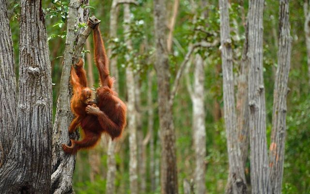 Orangutan madre con su cria en la copa de los arboles.