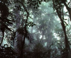 Bosque en Chiapas. 