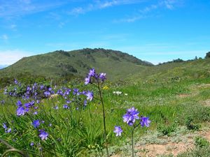 paisaje verde de montañas con flores violeta.