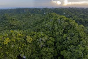 Vista aérea de bosque lluvioso.