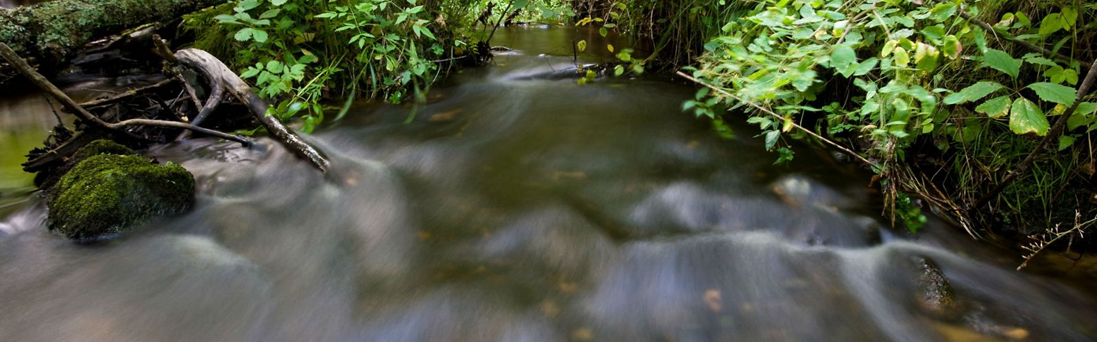 Smith Creek, a designated trout stream flows through hardwood forest on UPM/Blandin forest land in Itasca County, MInnesota. The Upper Mississippi Forest project is the largest conservation effort ever undertaken by the state of Minnesota and one of the first and most significant accomplishments of the Clean Water Land and Legacy Amendment. Photo credit: © Richard Hamilton Smith