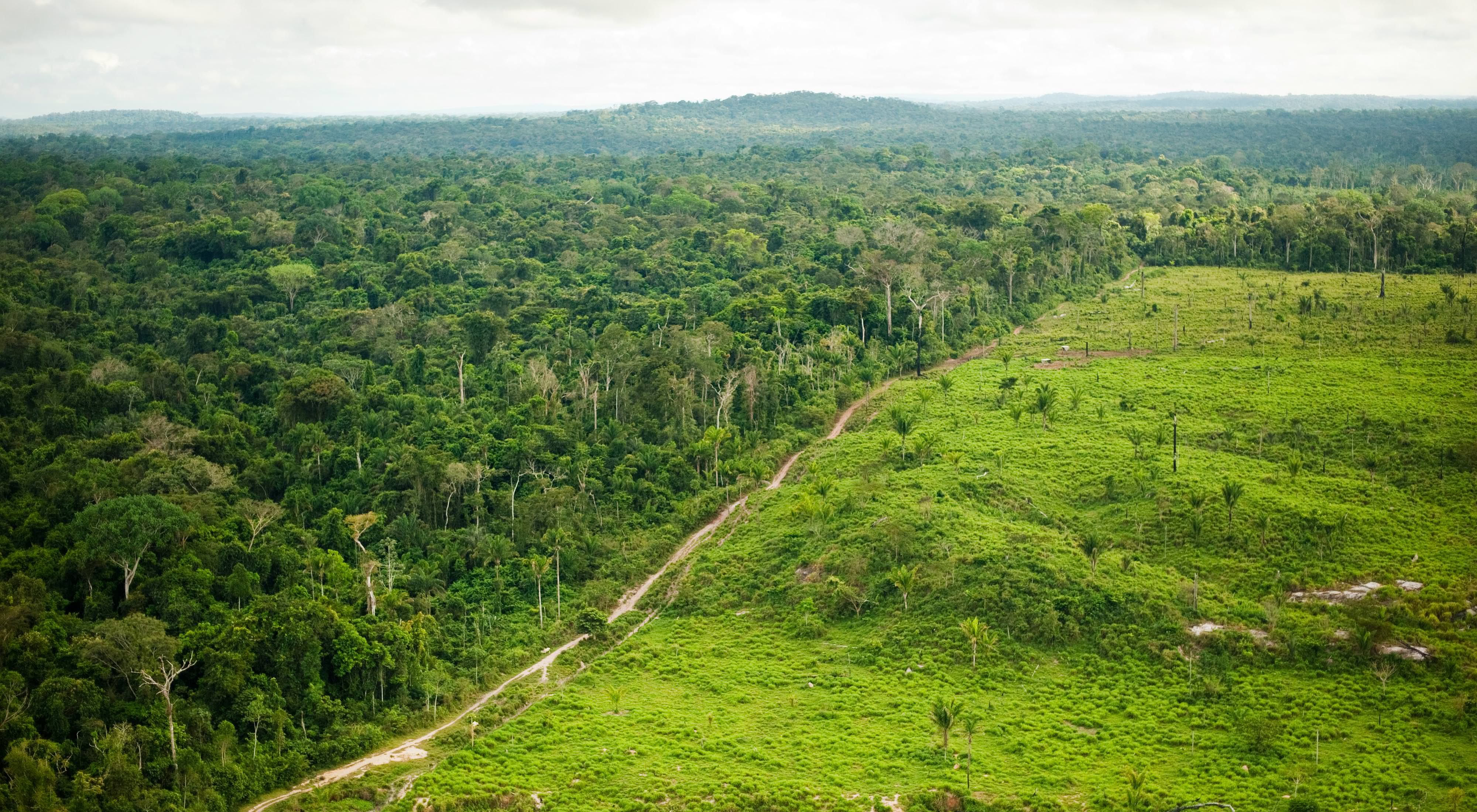 aerial of the amazon rainforest with large clearing from logging and burning
