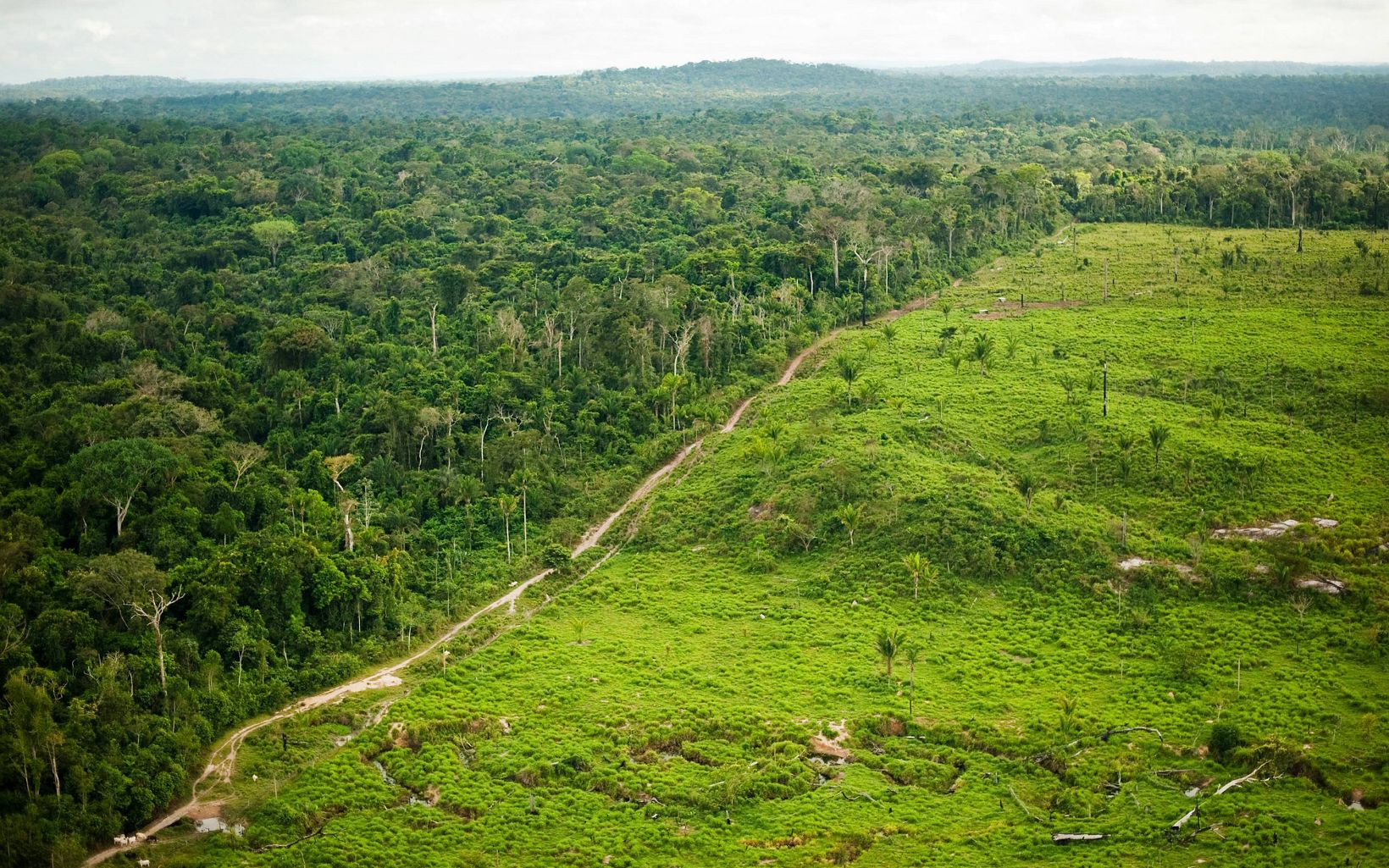 Vista aérea que muestra la deforestación de la ganadería