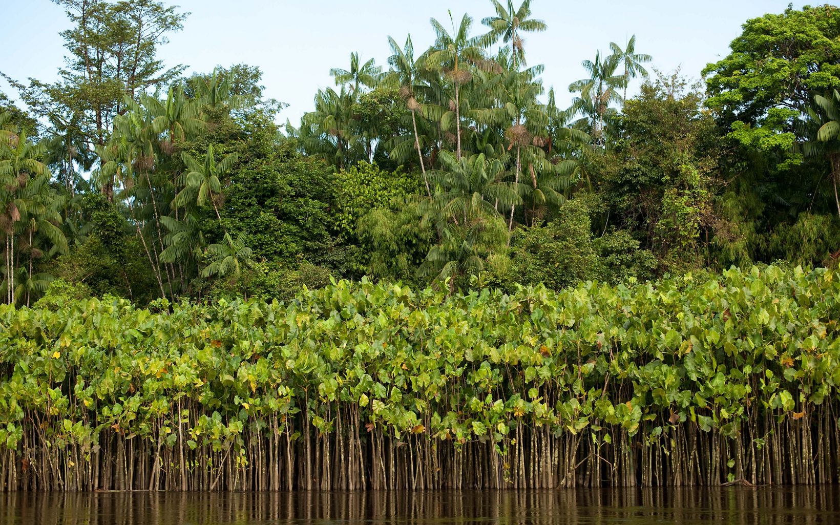 
                
                  AMAPA, BRASIL Los bosques son elementos esenciales de la infraestructura verde terrestre y desempeñan un papel clave en el ciclo del agua y la estabilización del clima.
                  © Haroldo Palo Jr.
                
              