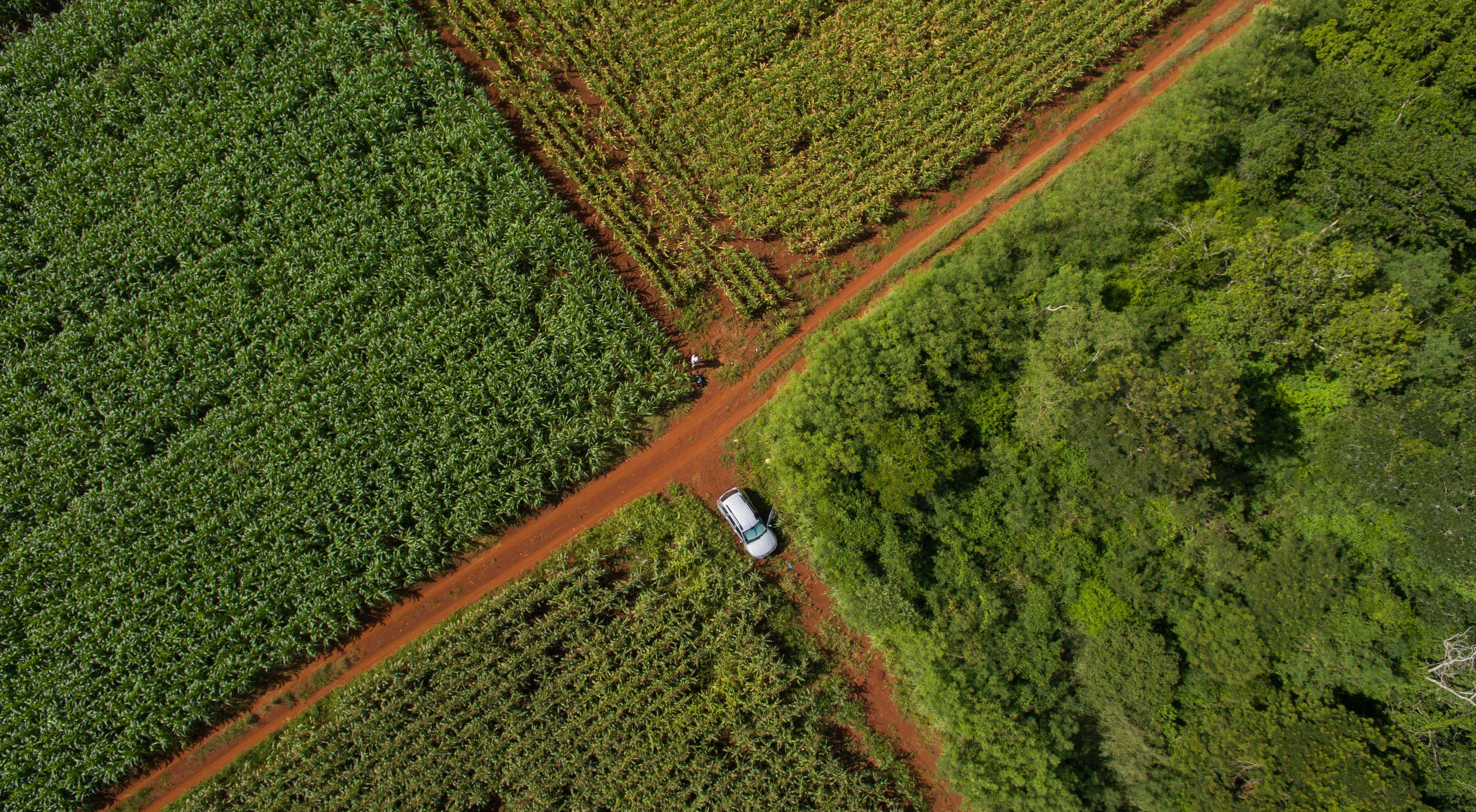 Aerial view of corn fields along the edge of the forest in the ejido of San Agustin, Yucatan, Mexico. The Nature Conservancy works with landowners, communities, and governments in Mexico to promote low-carbon rural development through the design and implementation of improved policy and practice in agriculture, ranching, and forestry. The Conservancy is leading the initiative, Mexico REDD+ Program in conjunction with the Rainforest Alliance, the Woods Hole Research Center, and Espacios Naturales y Desarrollo Sustentable. 