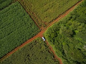 Aerial view of corn fields along the edge of the forest in the ejido of San Agustin, Yucatan, Mexico. The Nature Conservancy works with landowners, communities, and governments in Mexico to promote low-carbon rural development through the design and implementation of improved policy and practice in agriculture, ranching, and forestry. The Conservancy is leading the initiative, Mexico REDD+ Program in conjunction with the Rainforest Alliance, the Woods Hole Research Center, and Espacios Naturales y Desarrollo Sustentable. 