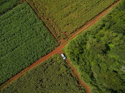 Aerial view of dirt-road intersection in cornfields