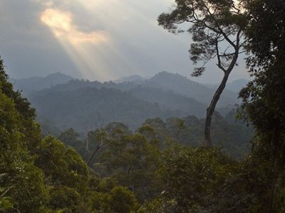 Montañas y bosque.