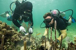 Buzos voluntarios reparan el coral en el arrecife Mesoamericano.