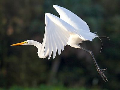 garza blanca