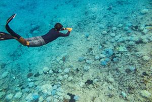 Buceador explora ecosistema marino.