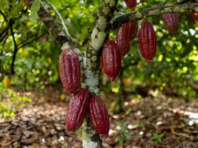 Árbol de cacao con frutos rojos.