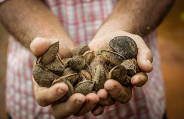 Hands hold many walnuts.