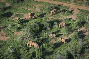 Vista aérea de manada de elefantes en movimiento entre los arbustos.