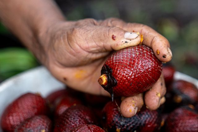 Hands holding an açaí fruit.