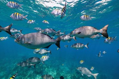 Un banco submarino de coloridos peces de arrecife, entre los que se incluyen sargentos rayados y grandes peces plateados, nadando sobre un arrecife de coral iluminado por el sol.