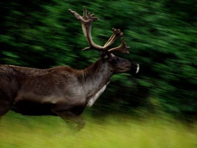 Caribú corriendo sobre fondo de vegetación verde.