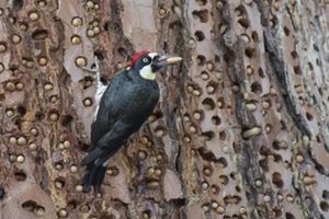 Pajaro de cuerpo negro y cabeza roja sobre un tronco cubierto de agujeros y bellotas.